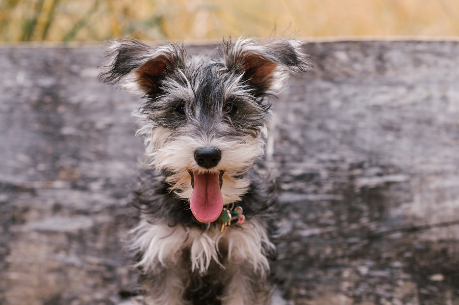 100 acres newfields new puppy family session » Indianapolis Wedding ...